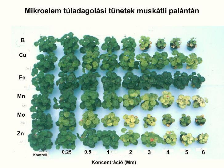 Relatív tápelem hiány okai: Egyoldalú műtrágyázás, vagy túlzott tápanyag adag Tápelem