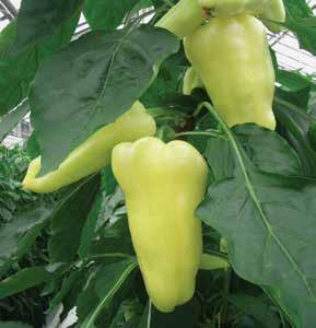 töménységben a virágzás kezdetétől 10-15 naponként paradicsom,paprika,káposzta,uborka,kelbimbó,répafélék: 5 l/ha