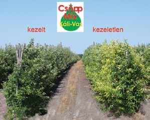 l/ha/alkalom, csepegtető öntözéssel, injektálással 1 ml/100l, kuratív kezelésre 2-3 ml/növény kertészeti kultúrák, díszcserjék, dísznövények,fák: 4-8 ml/m 2