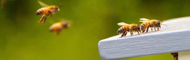 Aktiválja a méhek természetes takarítási ösztönét.