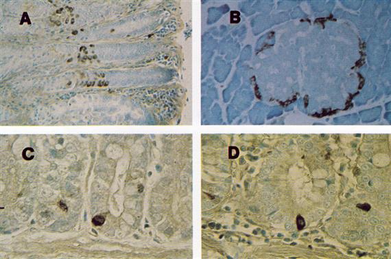 Biogén aminokat (szerotonin) és kü lön böző peptideket (glukagon, gaszt rin, szomatosztatin) tartalmazó sejtek a gyomor nyálkahártya mirigyeinek basalis részén találhatóak.