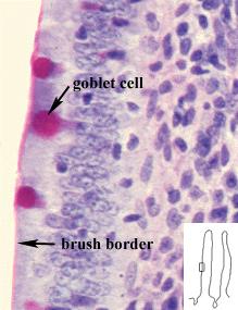 A felszívó hámsejtek közt mucint termelő kehely sejtek.