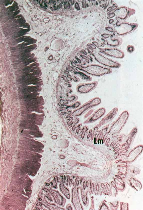 Jejunum hosszmetszet: a belső körkörös izomréteg keresztmetszetben látható (hematoxilin eozin festés, kis 130 szoros
