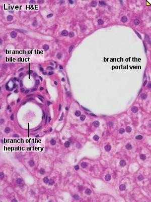 A sinusoidok reticuloendothel