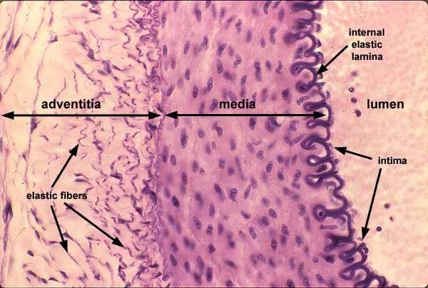 Érfal rétegei: belhártya (intima) hámszövet középső réteg (media)