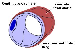 A laphámsejtek kapcsolódási struktúrája alapján a kapillárisok 3 típusba sorolhatók: Zárt