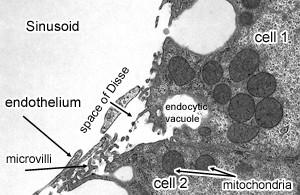 Szinuszok, szinuszoidális kapillárisok: Kapillárisoknál vastagabb, gyakran irreguláris lefutású erek. Falukban: endothel sejtek fagocitózsra képes sejtek (pl máj Kupffer sejtek).