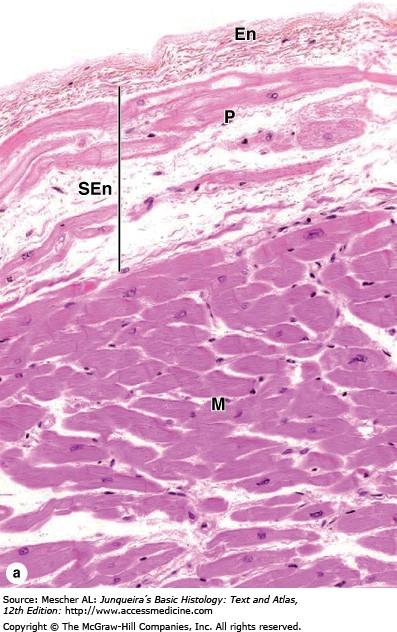 En: endocardium Sen: subendocardium: endocardium és miocardium közötti réteg.