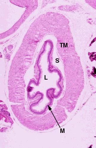 Nyelőcső: Esophagus Többrétegű elszarusodó laphám