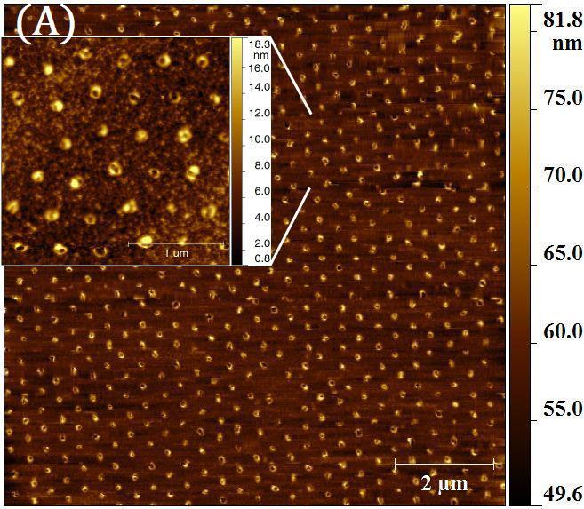 5.1.5 Az nc-al/alox rétegekben kialakult nanomintázat Az nc-al/alox rétegeken ugyanolyan LB-film sablon volt, mint az a-alox-eken, és szintén egyetlen lézerpulzussal kezeltem őket, végül a