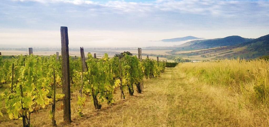 com A HOLDVÖLGY Tokaj-Hegyalján, Mád legkiválóbb területein, 7 különböző dűlő 22 parcelláján gazdálkodik, környezettudatos szőlőművelést folytatva, az ökológiai termelés elemeit integrálva.