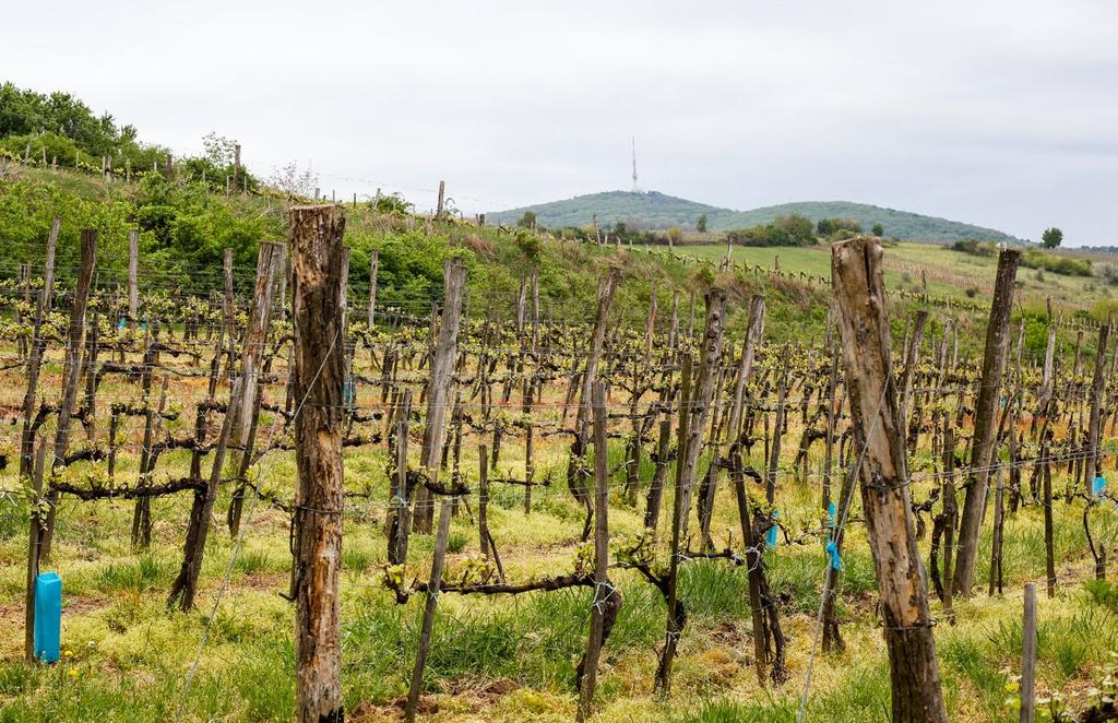 Két és fél hektár szőlőnk a Vigyorgó-, a Lestár- és a Mestervölgy-dűlőkben találhatóak. Célunk szép, jó egyensúlyú borok készítése a tokaji borokat szeretőknek.