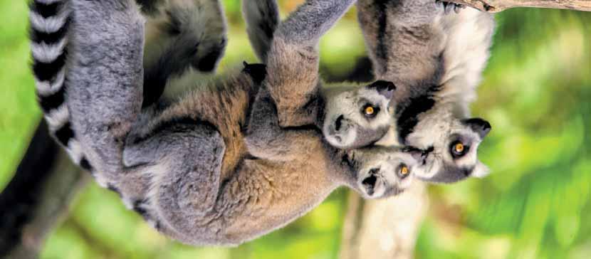 Lemúrok 13 2018. 04.20. 09.14. Madagaszkár, a nyolcadik kontinens 1-3.