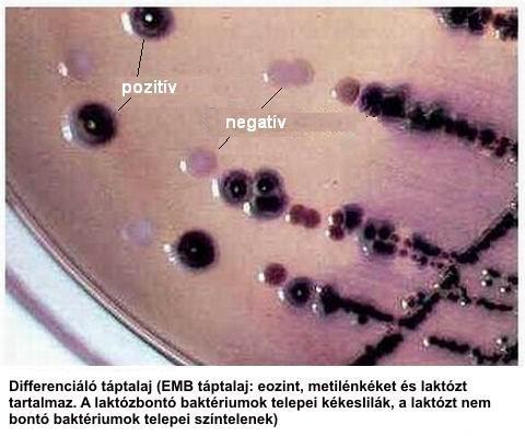 2.3. Szelektív differenciáló Eozin-metilénkék táptalaj: szelektív csak a Gram negatív baktériumokat