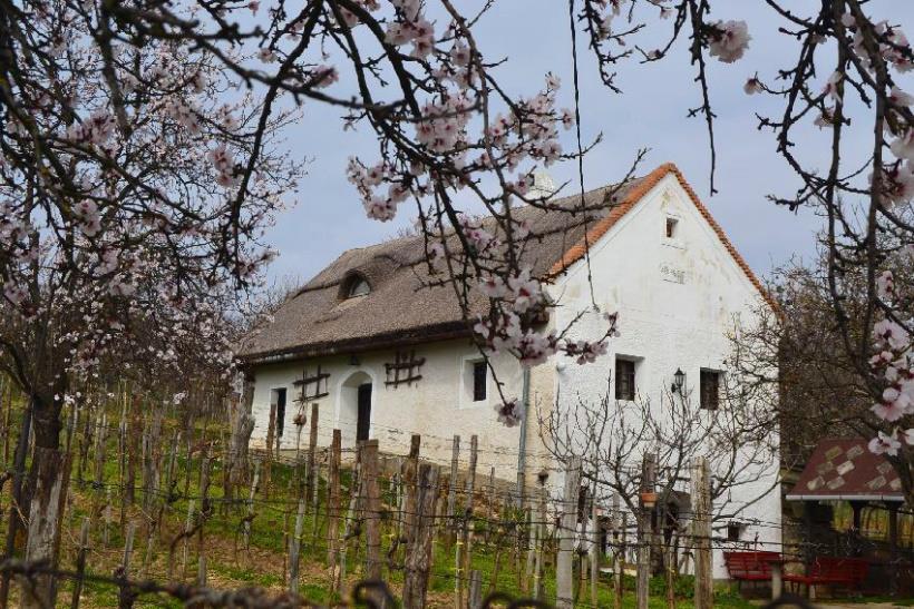 A pinceszinten az előkészítőbe léphetünk, ahonnan pár lépcsőfokon jutunk le a boltozott, kőből rakott