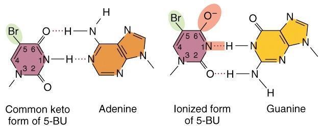 Bázisanalógok DNS-polimeráz a bázisanalógokat a kettős spirálba beépíti Az 5-brómuracil (5BU) timin analóg, mely