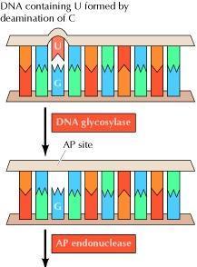A bázis kivágáson alapuló (bázis excíziós repair, BER) DNS-glikozilázok hasítják a sérült nukleotid bázis