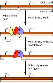 Mismatch (hibás bázispárosodást javító) repair pro- és eukariótákban is előforduló konzervált mechanizmus. A MutL-MutS fehérjék felismerik a téves párosodást.