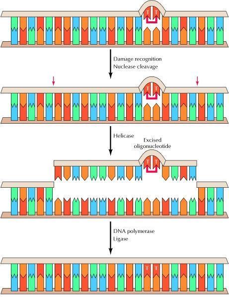 Nukleotid excíziós repair (NER) A nagyméretű DNS-hibákat (fotodimereket, nagyméretű bázismódosításokat) javító