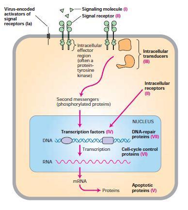 Daganatképződésben szereplő gének Onkogének Tumorszupresszor gének Növekedési faktorok NF