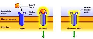 Onkogének Normál sejtekben protoonkogének Sejtploriferációt (osztódást) segítik elő Mutációjuk funkciónyeréses (gain of