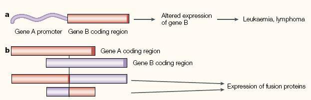 Onkogének A fehérje szerkezetét megváltoztató mutáció: fehérje (enzim) aktivitás növekedés a szabályozás elvesztése hibrid fehérje keletkezése (transzlokáció, más promóterek szabályozása alá kerülhet