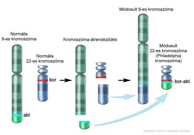 Krónikus mieloid leukémia (CML)