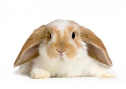 A nyúl Rend: Lagomorpha (nyúlalakúak) Család: Leporidae (nyúlfélék) Faj: Üregi nyúl