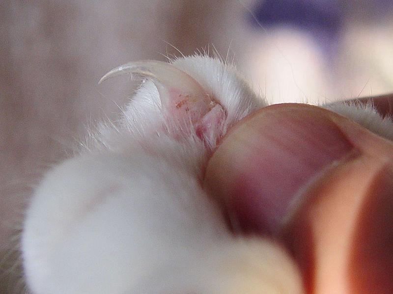 hőforrást előnyben részesítik A magas pára