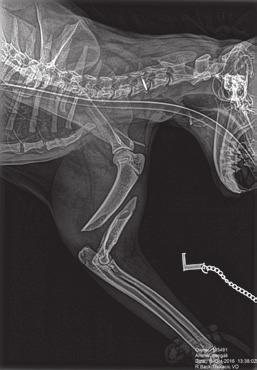 MRI készülékek Röntgen munkahely, állvány Vet-MR Grande