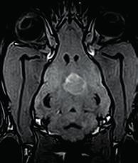 kielégíti és kiváló diagnosztikai teljesítményt biztosít.