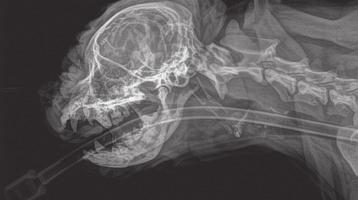 WIFI-s panelek CR rendszerek 34 Dental (20 µm) Teljesítmény Felbontóképesség Méret 20 20 µm-es