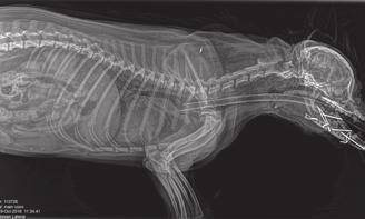 Hispeed Nx/i Computed Tomography (dual slice) A gantry jellemzői: Nyílás: 70 cm Dőlés: +/- 30 fok Dőlési sebesség: 1