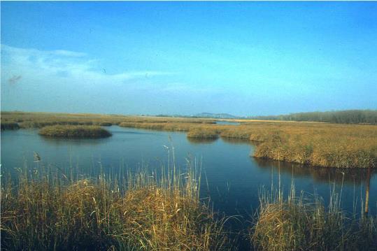 Natura 2000 gyepterületek a Búzásréti kaszáló, a Kápolnapusztai gyepek, a Szőkedencsi fás legelő, és a Látrányi puszta helyreállítását célozza összesen 415 hektáron.
