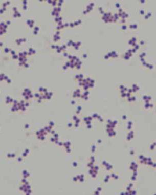 Morfológia: 1 m, szőlőfürt elrendezésű coccus