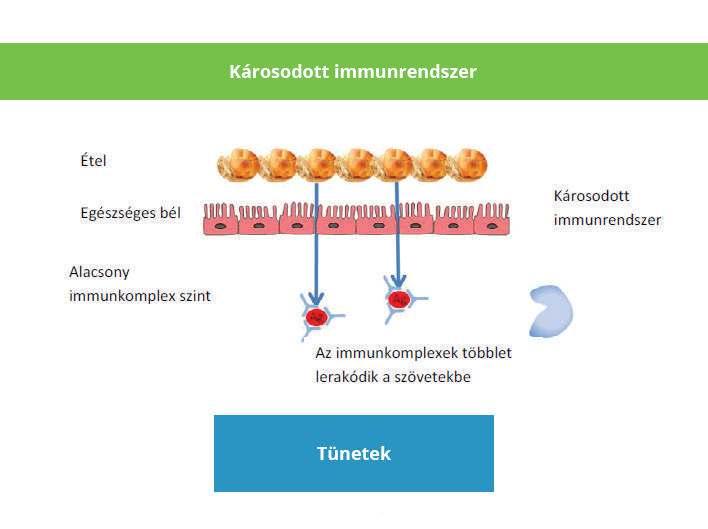 2. AZ ÉTELRE ADOTT VÁLASZ KÁROSODOTT IMMUNRENDSZER ESETÉN Amikor az immunrendszer nem működik tökéletesen, az események sorrendje hasonló, mint normális válasz esetén, de a makrofágok működése