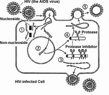 Virion összeszerelődés gátlása Proteáz inhibitorok antiretrovirális szerek Jelenleg 10 proteáz inhibitor engedélyezett a HIV terápiájában HCV terápiában tesztelés alatt állnak hasonló