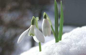 Február Böjtelő hava H. Gábor Erzsébet: Február leánya Február leánya szűzi, kis hóvirág, gyolcsfehér ruhádon ragyog a Holdvilág.