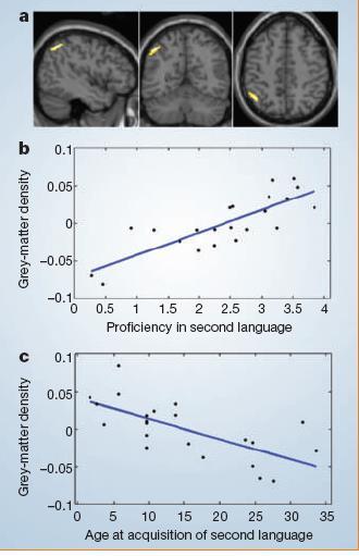A korai kétnyelvűség előnyei Kétnyelvű személynél sűrűbb a szürkeállomány a parietális kéregben Annál jobban tudja, minél