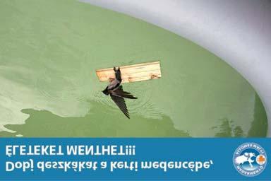 8 www.kiskapocs.hu kapocs@kiskapocs.hu Nyárhó ZÖLD SAROK Sok kirándulóhely akad a Mezőfölön, ahol élünk, messzire sem kell utaznunk egy jó túra kedvéért.