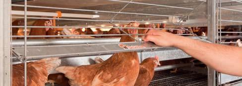 Előnyök: az optimális tojásminőséget a 150 mm tojásszalag szélesség és az EggSaver biztosítja rugalmas fészekfüggöny gondoskodik a zavartalan tojás rakásról a megbízható takarmányellátást a CHAMPION