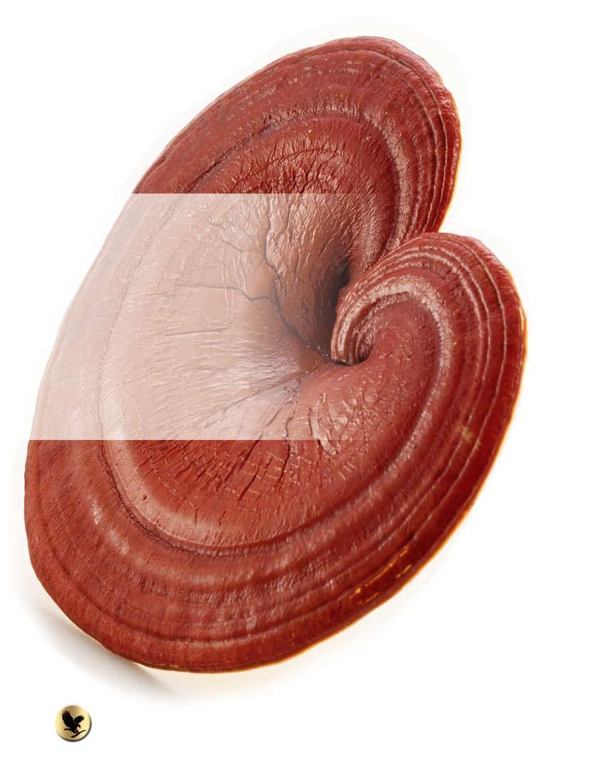 Rejši gljiva U poslednjih nekoliko decenija porasla je uloga svih specijalnih prehrambenih proizvoda, kao i uloga proizvoda koji predstavljaju dopunu ishrani biljnog, životinjskog i mineralnog