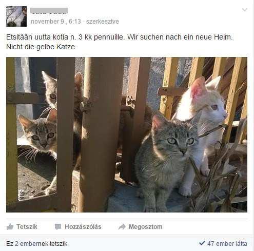 A helyi aktualitások ebben a példában éppen a nyest megtanulására adtak lehetőséget.