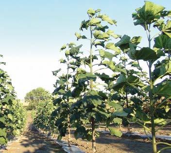 A megoldás a légköri CO 2 -mennyiség többszörösével trágyázza a hibridet. A marrakeshi mintaültetvény napi 3 4 cm-es növekedést is produkál.