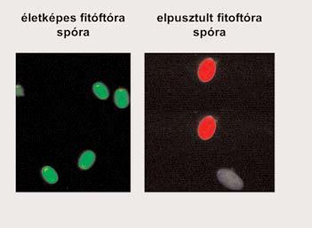 A spórák életképessége a réz felvétele után 1 óra elteltével 95%-kal csökkent, 2 óra múlva a spórák 100 %-a életképtelen volt.
