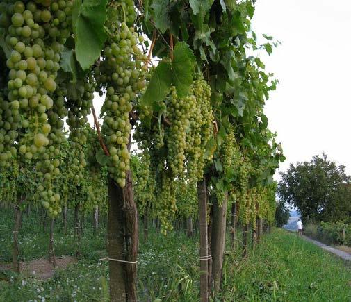 Itt jellemzően juhfark, furmint, tramini és hárslevelű szőlőfajták terülnek el.