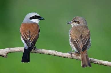Adács bemutatása 23 ADÁCS TERMÉSZETI ÉRTÉKEI Adács község a Mátrától délre a Hevesi sík északi részén található egy természeti értékekben gazdag területen, amelyre