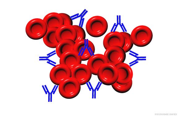 Vércsoport szerológiai vizsgálatok Ismeretlen vörösvérsejt antigén kimutatása ismert antitest tartalmú