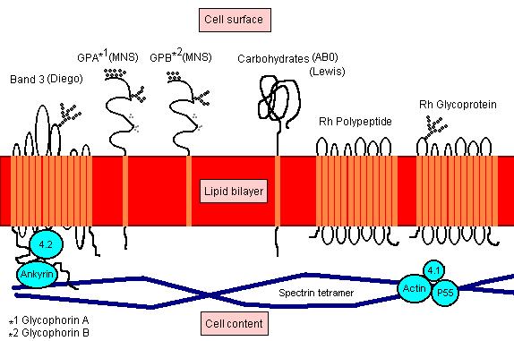 A vörösvérsejt antigének szerkezete A vörösvérsejt membrán alkotói Kémiai