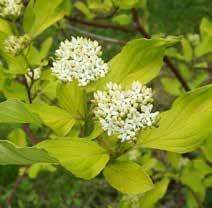 55 CSERJE FAJOK SOM (CORNUS) FÉLÉK húsos vagy veresgyűrű som GALAGONYA (CRATAEGUS) FÉLÉK kétbibés